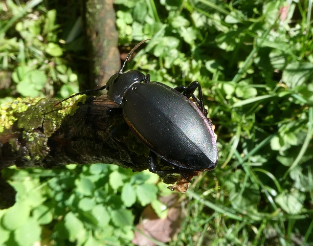 Carabus germarii exasperatus - dunántúli kékfutrinka Carabus germarii exasperatus - dunántúli kékfutrinka