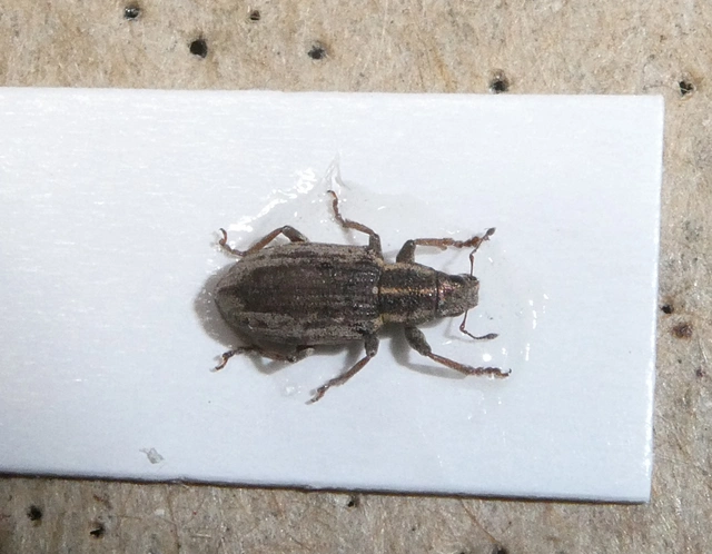 Sitona humeralis - lucerna-csipkézőbogár