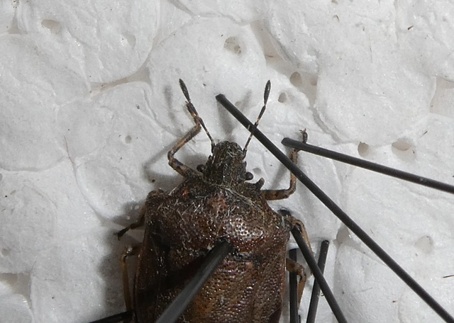 Podops curvidens Podops curvidens