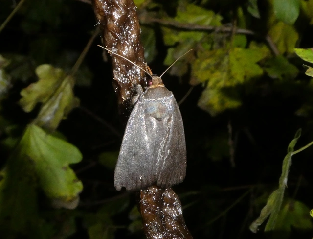 Amphipyra livida - zsírfényű bagoly