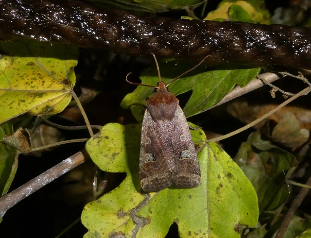 Conistra erythrocephala - vörösfejű őszibagoly
