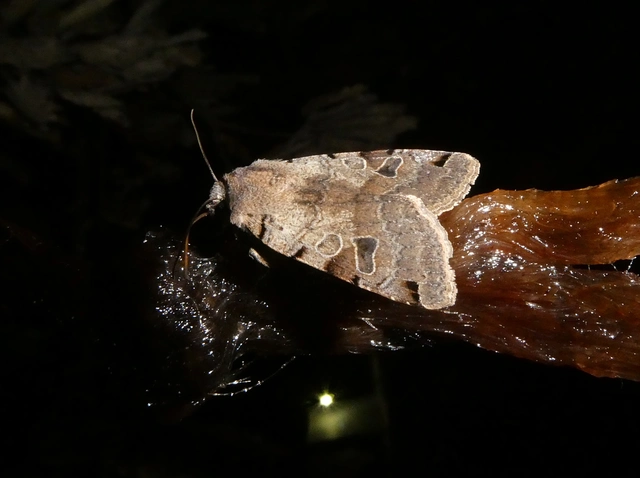 Anchoscelis litura - tarka őszibagoly