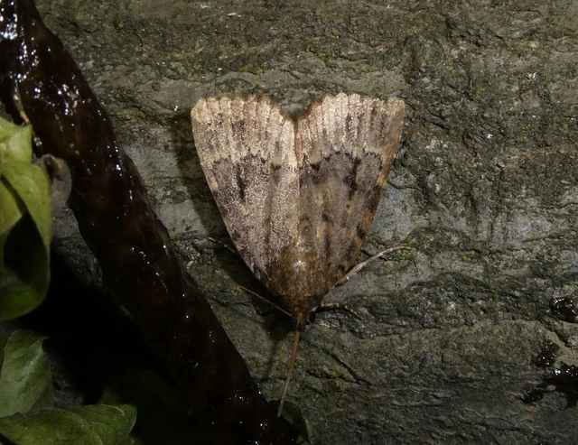 Amphipyra berbera/pyramidea