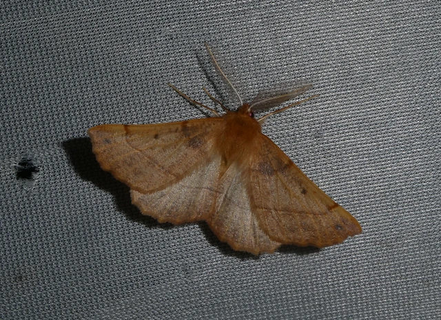 Colotois pennaria - tollascsápú araszoló