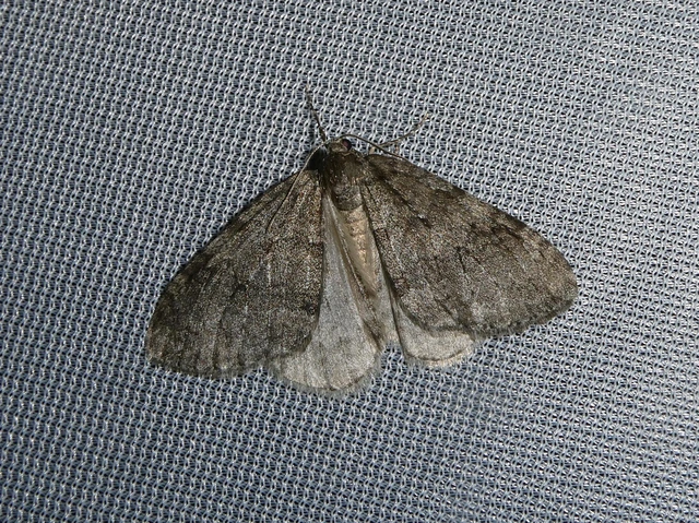 Epirrita christyi/dilutata