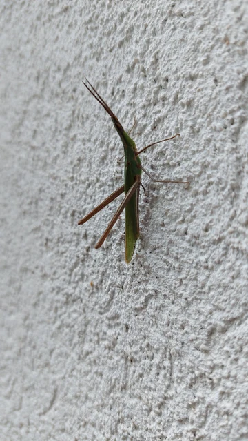 Acrida ungarica - sisakos sáska Acrida ungarica - sisakos sáska