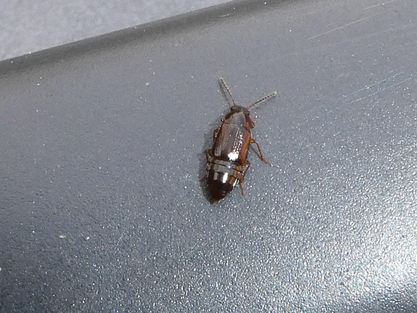 Phyllodrepoidea crenata