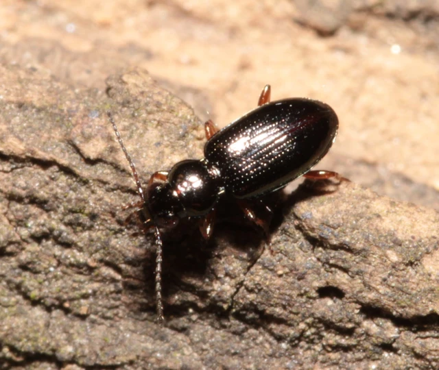 Bembidion lampros - erdei gyorsfutó