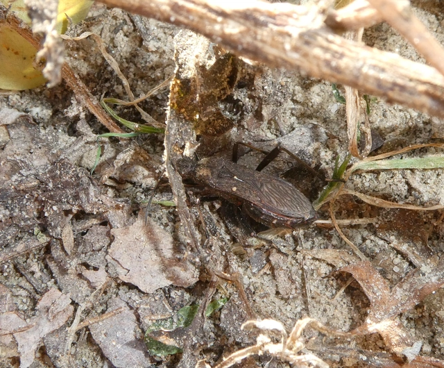 Alydus calcaratus - szőrös tövispoloska