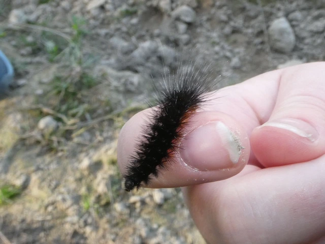 Hyphoraia aulica - barna medvelepke