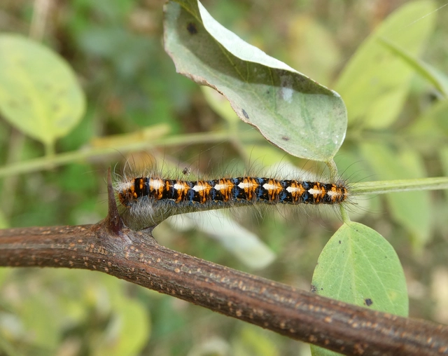 Lasiocampa quercus - tölgyfaszövő
