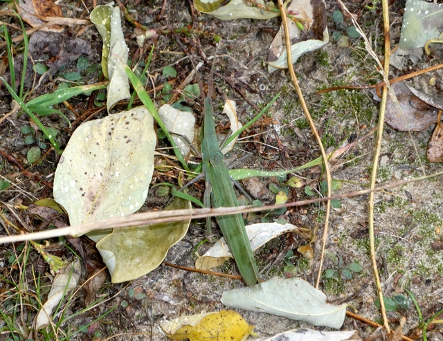 Acrida ungarica - sisakos sáska Acrida ungarica - sisakos sáska