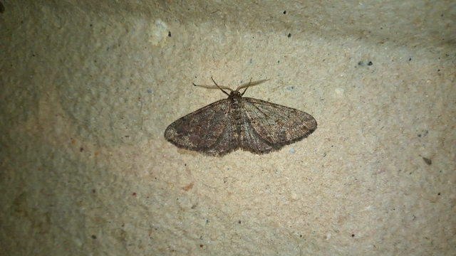 Agriopis bajaria - kökény-téliaraszoló