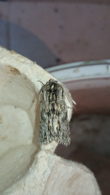 Asteroscopus sphinx - csillagnéző bundásbagoly