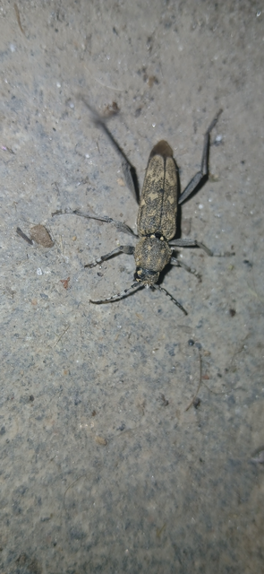 Xylotrechus rusticus - egérszínű darázscincér