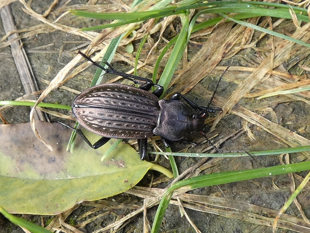 Carabus cancellatus - ragyás futrinka
