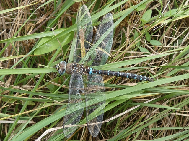 Aeshna mixta - kései karcsúacsa