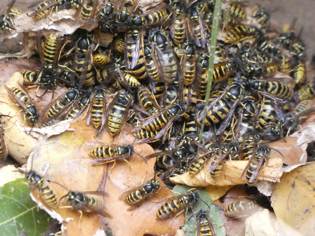 Vespula