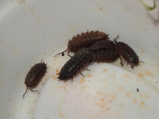 Isopoda - Ászkarákok