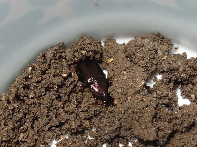 Harpalus distinguendus - mezei lomhafutó