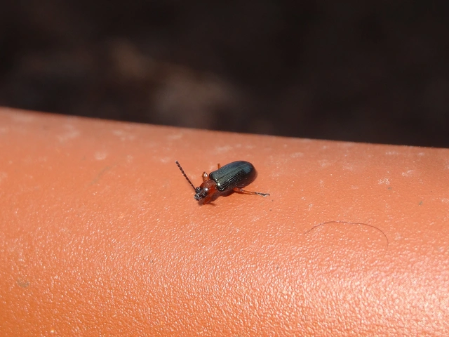 Oulema melanopus/duftschmidi