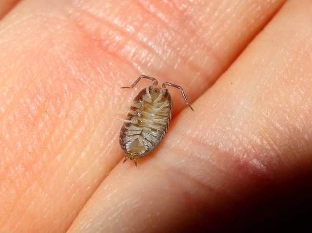 Isopoda - Ászkarákok