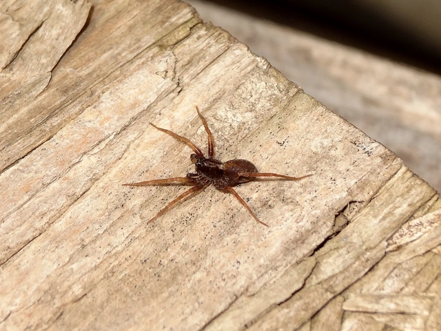 Lycosidae - farkaspókok