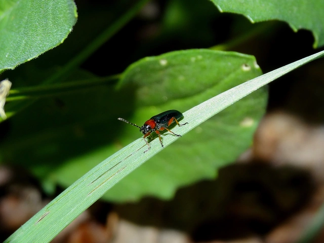 Oulema melanopus/duftschmidi