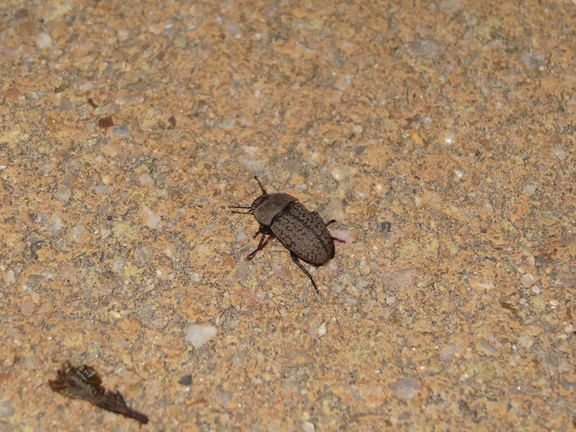 Opatrum sabulosum - sároshátú gyászbogár Opatrum sabulosum - sároshátú gyászbogár