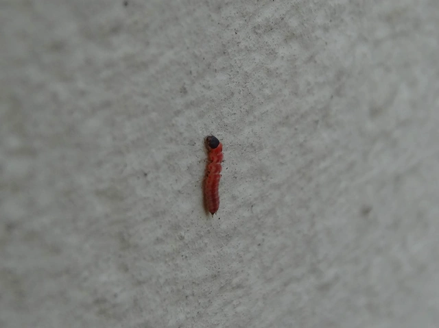 Melyridae - sziklaibogár-félék