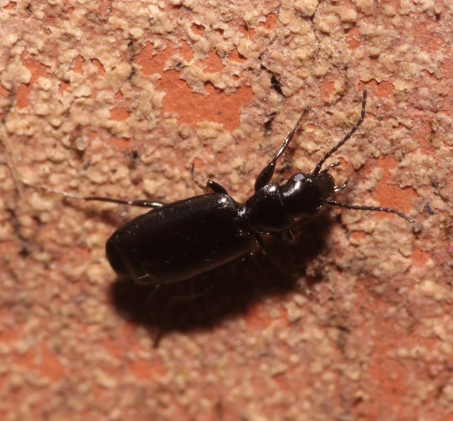 Microlestes