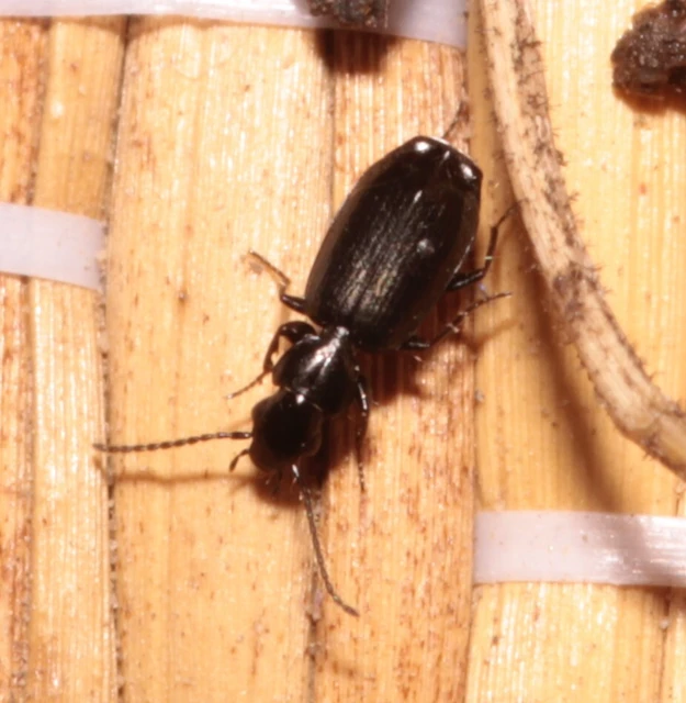 Microlestes