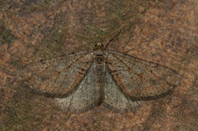 Agriopis bajaria - kökény-téliaraszoló