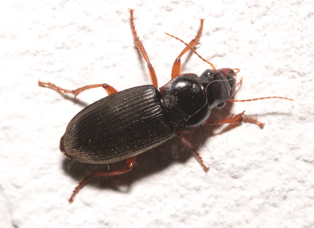Harpalus rufipes - nagy selymesfutó