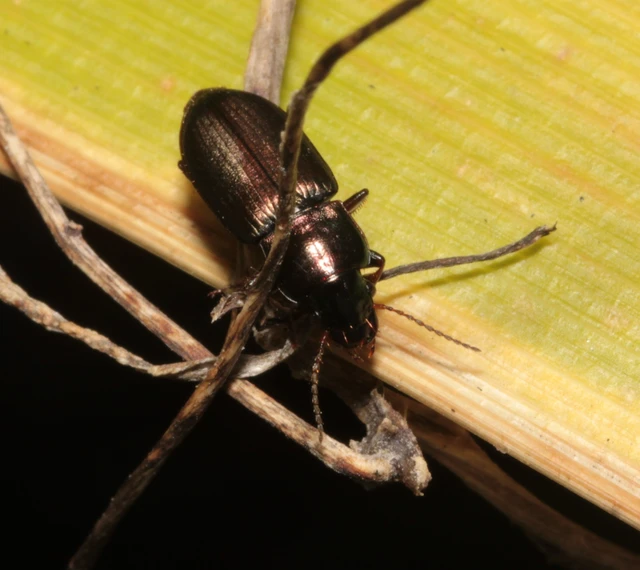 Harpalus distinguendus - mezei lomhafutó