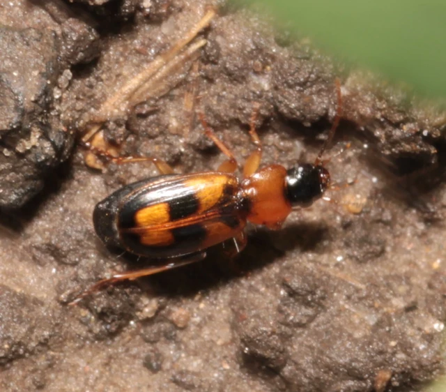Badister bullatus - kis posványfutonc