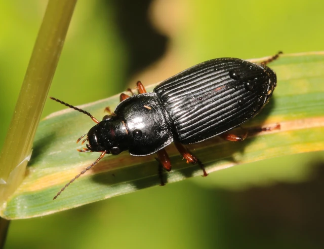 Anisodactylus binotatus - mocsári homlokjegyesfutó