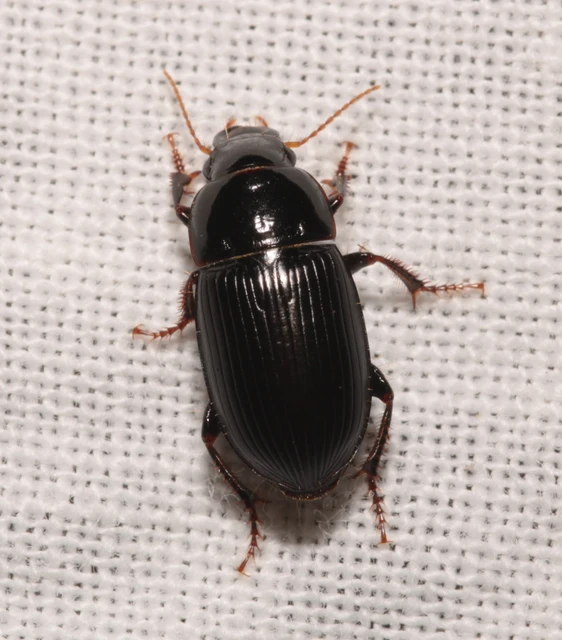 Harpalus froelichii - tömzsi lomhafutó