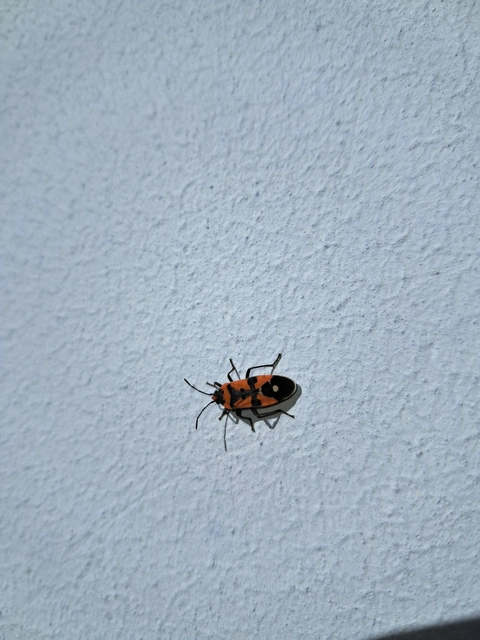 Lygaeus equestris/simulans