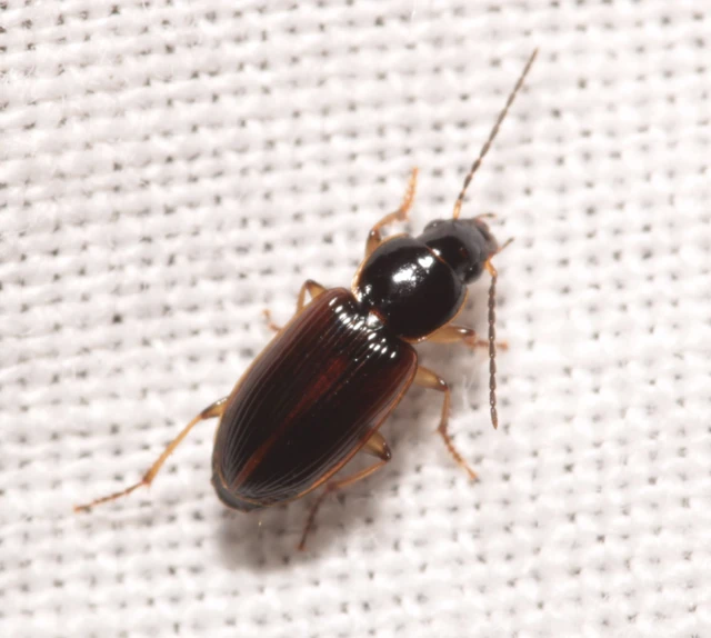 Stenolophus mixtus - közönséges turzásfutó