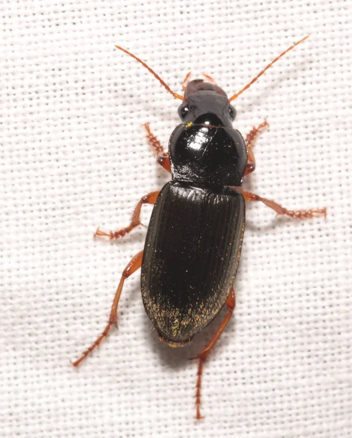 Harpalus rufipes - nagy selymesfutó