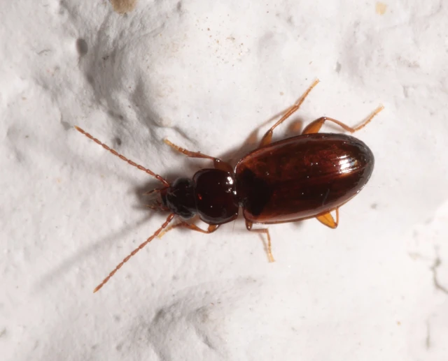 Trechus quadristriatus - közönséges fürgefutonc