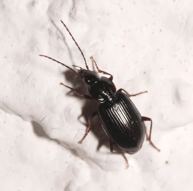Agonum longicorne - berki kisfutó Agonum longicorne - berki kisfutó