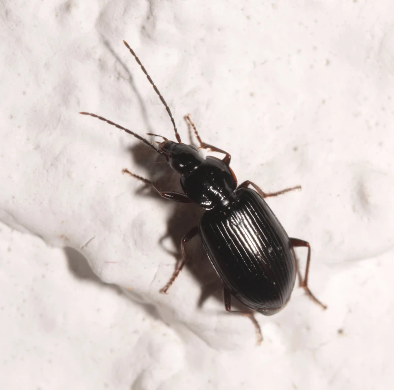 Agonum longicorne - berki kisfutó