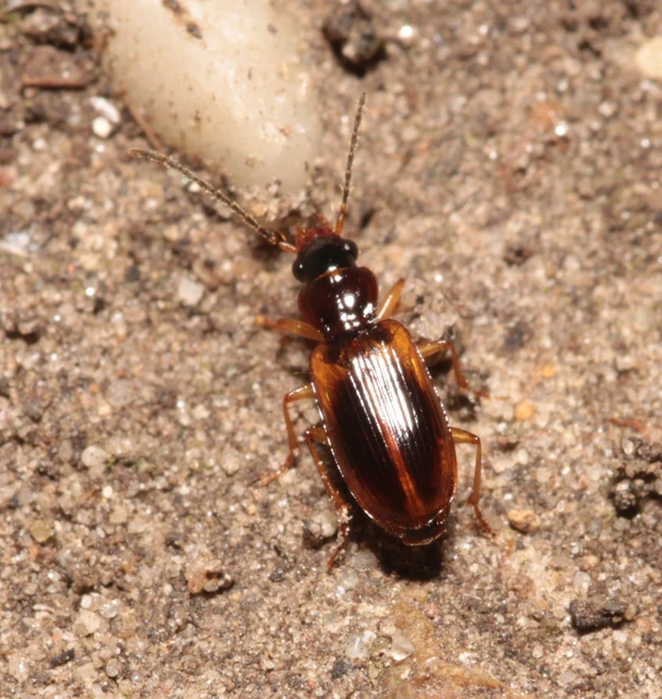 Anthracus consputus - nyerges kisdedfutó