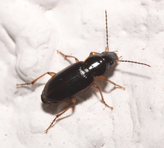 Stenolophus mixtus - közönséges turzásfutó