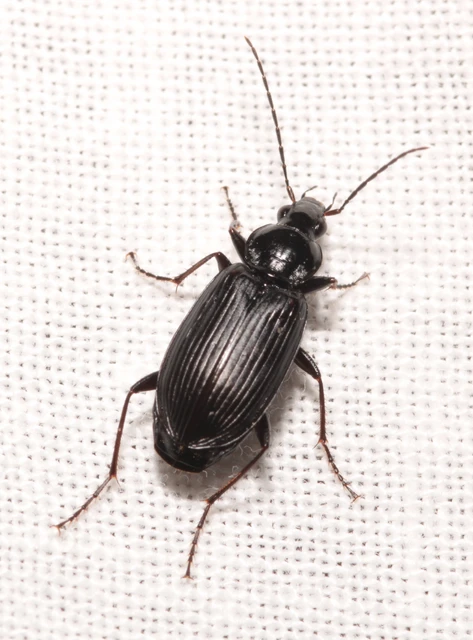 Agonum lugens - mocsári kisfutó Agonum lugens - mocsári kisfutó