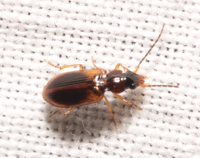 Anthracus consputus - nyerges kisdedfutó