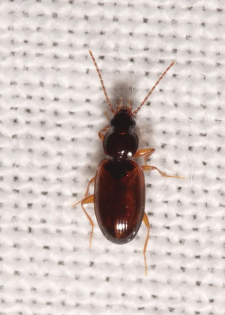 Trechus quadristriatus - közönséges fürgefutonc