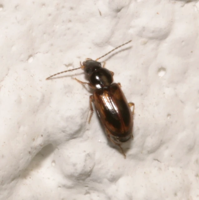 Acupalpus maculatus - vállfoltos törpefutonc